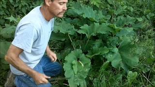 Burdock. Eating the stems and stalks. Wild Edibles.
