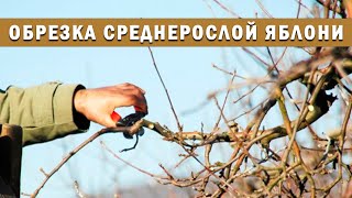 Как обрезать среднерослую яблоню?