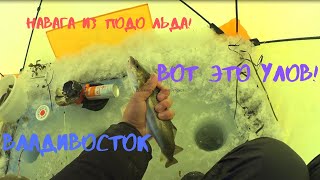 Навага из подо льда!Отличный улов!Супер клёв!Владивосток!