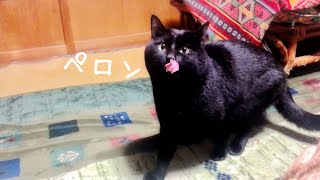 名前を呼ぶとペロペロするニャンコ Cat Licking his own face