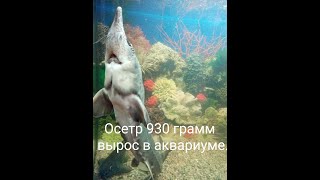 Осётр 930 грамм, вырос в аквариуме.