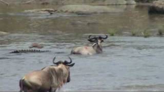 Serengeti: Battle at the Mara river; Great migration in the Serengeti
