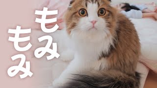 あったかお布団が気持ちよすぎてもみもみが止まらないもふ猫