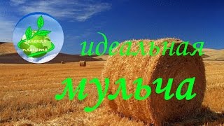 Чем лучше всего мульчировать почву