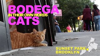 Bodega Cats In Their Own Words: Tiger and Nushi of Sunset Park, Brooklyn