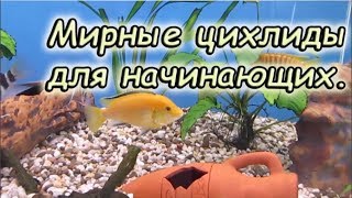 Мирные цихлиды. Лабидохромис еллоу. Содержание в аквариуме.
