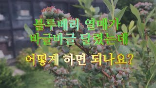 블루베리 열매가 바글바글 달렸는데 어떻게 하면 되나요?