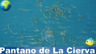 See what happened when I threw a piece of bread in the lake, Pantano de La Cierva