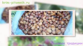 Где купить саженцы абрикоса с доставкой