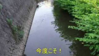 ナマズ釣り