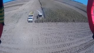 уборка кукурузы на силос в Беларуси