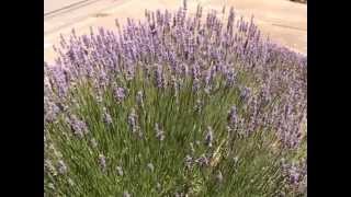 Choosing Lavender