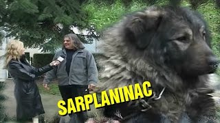 Sarplaninac FCI 4302 - Jugoslovenski Ovcarski Pas | TV Emisija Dodatna Ljubav