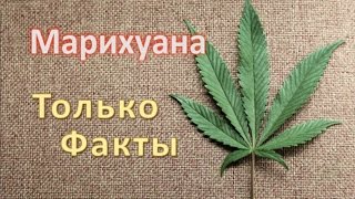 Марихуана(конопля): Только Факты!
