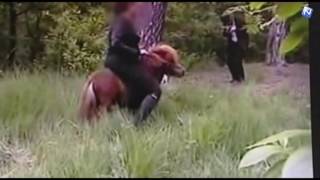 Ponypletters waarschijnlijk vrijuit, 1 verdachte heeft mogelijk zelfmoord gepleegd