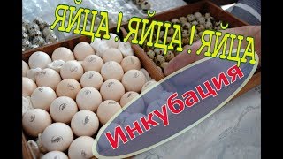 Яйца, яйца, яйца! Сбор Хранение Инкубация // Мое хозяйство