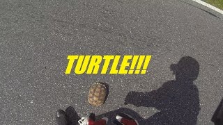 Saving Turtles And Shop News - MotoVlog