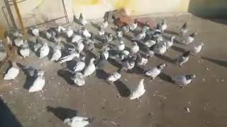 PARWAZ MEMBAR Ka kabootar paarrr pataii Ka Baad
