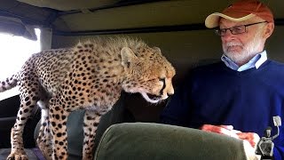 Watch a cheeky cheetah get face-to-face with a tourist on safari