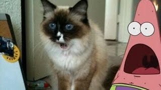 Best Of Surprised Patrick Star Gifs