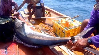 HUGE SWORDFISH Caught Fishing from the DEEP SEA - RED GROUPER
