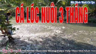 Xem Cách Cho Cá Lóc Ăn Trong Ao Nuôi 3 Tháng Của Nông Dân Miền Tây, Mô Hình Chăn Nuôi I HQV