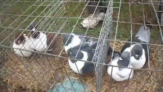 Голуби мясной породы.Pigeons meat breed.