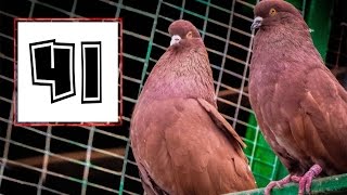 Николаевские Голуби, Крым, Алексей Василишин (41)