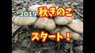 2019秋キノコ狩りスタート　クリフウセンタケ　ハタケシメジ　ホウキタケ　ツガタケ　カキシメジ　Mushroom picking
