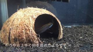 アピストグラマ アガシジィレッド雌の変貌
