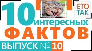 Интересные факты о МОЦАРТЕ, РОБОТЕ ПЧЕЛЕ, БЕШЕНСТВЕ, ЕЖАХ, БЕЛЫХ МЕДВЕДЯХ, СОЛНЦЕ... – Это Так