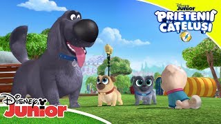 ? Hai să fim prieteni! | Prietenii Cățeluși | Disney Junior România