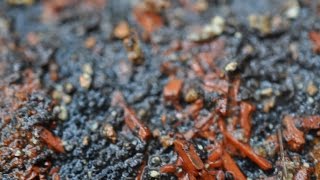 Первомайско Зверевское месторождение Au
