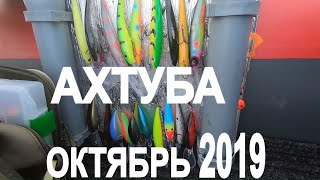 Ахтуба! Осень 2019! Сазан на воблер в рот!!!
