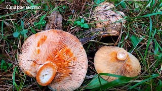 ОСЕННИЕ ГРИБЫ.Октябрь 2019