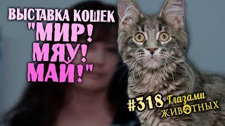 Глазами животных #318. Выставка кошек "Мир! Мяу! Май!"