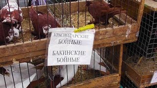 Ярмарка голубей в Знаменке / 2. часть / 15.09.19