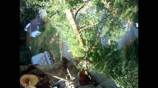 EXCLUSIVE 15min P&D Tree Service Cottonwood Tree Removal