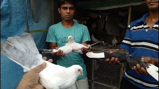 PIGEON LOVER SWAPAN DEWAN PIGEON LOFT VISIT