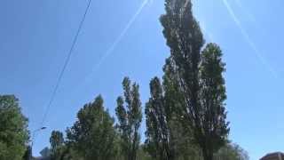 Скачать бесплатные футажи (тополь)