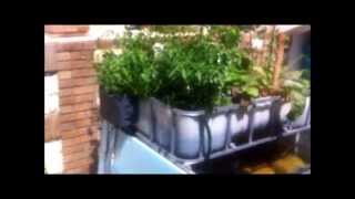 Aquaponics Kuwait -  زراعة النبات و السمك بدون تربة