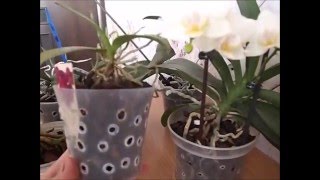 Уход за орхидеей в домашних условиях. Как поливать фаленопсис.