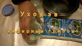 Тибетский молочный гриб. Как хранить тибетский гриб без молока.