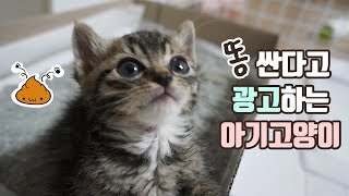자기 똥싼다고 광고하는 관종 아기고양이