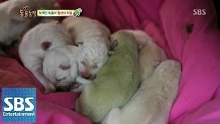 녹색견 출생의 비밀 @TV동물농장 140406