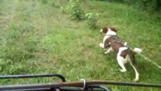 How to Bird Hunt- 3 Dogs Roading  Pre-Hunt Conditioning