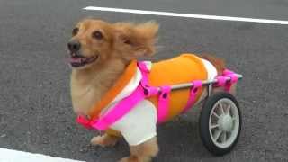 犬 車椅子 2輪車後足用