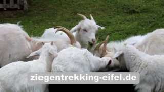 Die Welt der Kaschmirziegen