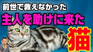 【お便り】前世で救えなかった主人を助けに来たネコ、チベット人の亡命政府が地下王国にある　ATL3rd 157