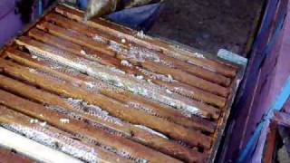 Apis mellifera - Romania - Apicultura